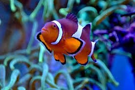 Apa yang terjadi bila laut kehilangan ikan?